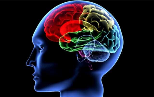 Imagen digital de cerebro