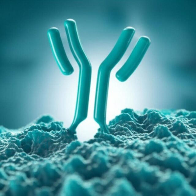 Anticuerpos como elementos del sistema inmune en las terapias contra el cáncer
